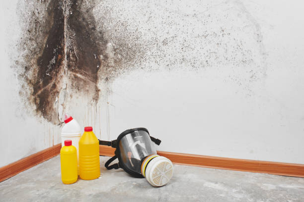 Best Certified Mold Removal  in Terville, WA
