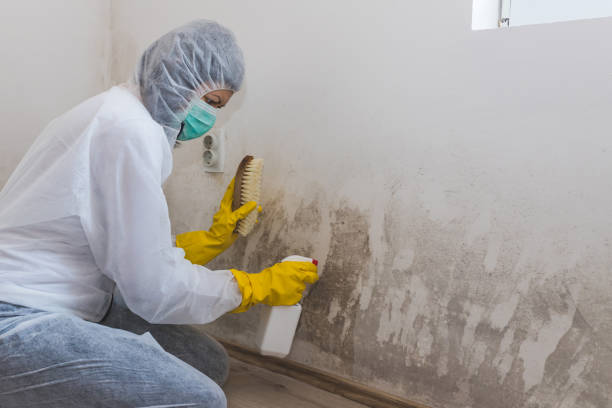 Best Mold Cleaning Services  in Terville, WA