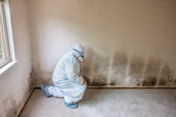 Best Water Damage Restoration  in Terville, WA