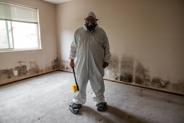 Best Mold Damage Repair  in Terville, WA