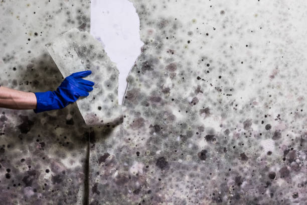 Best Mold Remediation  in Terville, WA