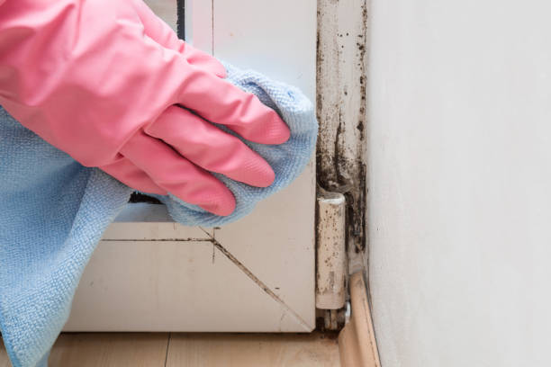 Trusted Waterville, WA Mold Removal Experts